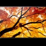 Sharp MultiSync M322 Pantalla plana para señalización digital 81,3 cm (32") LCD 550 cd / m² Full HD Negro